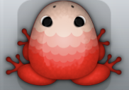 Red Ceres Pluma Frog from Pocket Frogs