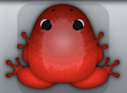 Red Tingo Pluma Frog from Pocket Frogs
