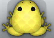 Yellow Aurum Pulvillus Frog from Pocket Frogs