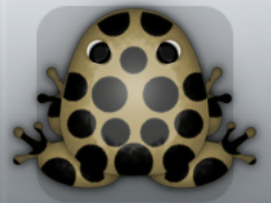 Beige Picea Puncti Frog from Pocket Frogs