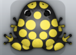 Black Aurum Puncti Frog from Pocket Frogs