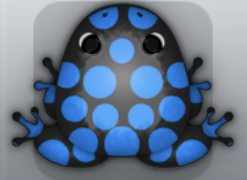 Black Caelus Puncti Frog from Pocket Frogs
