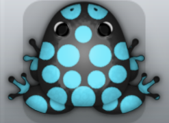 Black Callaina Puncti Frog from Pocket Frogs