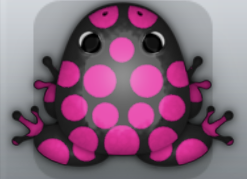 Black Floris Puncti Frog from Pocket Frogs