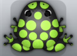 Black Folium Puncti Frog from Pocket Frogs