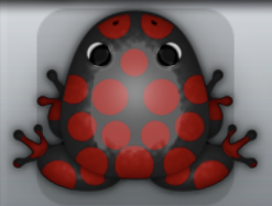 Black Tingo Puncti Frog from Pocket Frogs