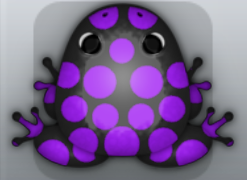 Black Viola Puncti Frog from Pocket Frogs