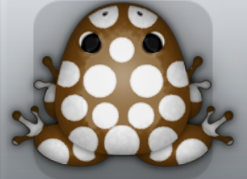 Cocos Albeo Puncti Frog from Pocket Frogs