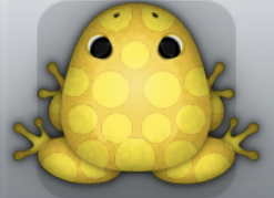 Golden Aurum Puncti Frog from Pocket Frogs