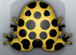 Golden Picea Puncti Frog from Pocket Frogs