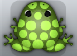 Olive Folium Puncti Frog from Pocket Frogs