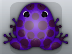 Purple Pruni Puncti Frog from Pocket Frogs