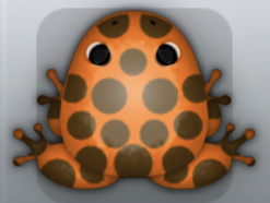 Tangelo Bruna Puncti Frog from Pocket Frogs