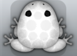 White Albeo Puncti Frog from Pocket Frogs