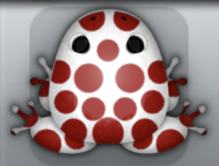 White Tingo Puncti Frog from Pocket Frogs