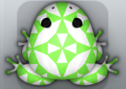 White Muscus Quilta Frog from Pocket Frogs