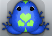 Blue Muscus Roboris Frog from Pocket Frogs