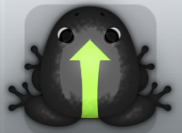 Black Folium Sagitta Frog from Pocket Frogs