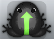 Black Muscus Sagitta Frog from Pocket Frogs