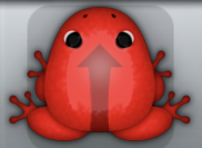 Red Tingo Sagitta Frog from Pocket Frogs