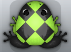 Black Folium Scutulata Frog from Pocket Frogs