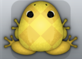 Golden Aurum Scutulata Frog from Pocket Frogs