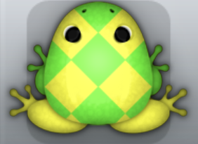 Yellow Muscus Scutulata Frog from Pocket Frogs