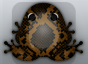 Cocos Picea Serpentis Frog from Pocket Frogs