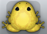 Golden Aurum Serpentis Frog from Pocket Frogs