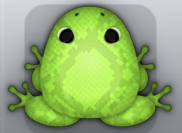 Green Folium Serpentis Frog from Pocket Frogs