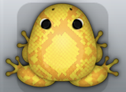 Orange Aurum Serpentis Frog from Pocket Frogs