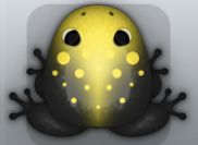 Black Aurum Signum Frog from Pocket Frogs