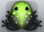 Black Folium Signum Frog from Pocket Frogs