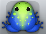 Blue Folium Signum Frog from Pocket Frogs