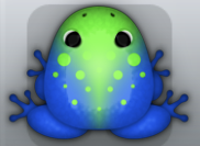 Blue Muscus Signum Frog from Pocket Frogs
