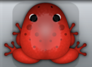 Red Tingo Signum Frog from Pocket Frogs