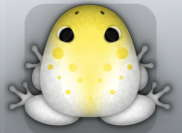 White Aurum Signum Frog from Pocket Frogs