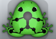 Emerald Picea Skeletos Frog from Pocket Frogs