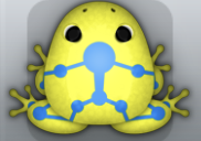 Yellow Caelus Skeletos Frog from Pocket Frogs