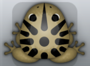 Beige Picea Sol Frog from Pocket Frogs