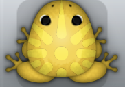 Golden Aurum Sol Frog from Pocket Frogs