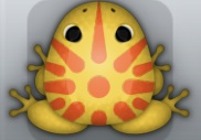 Golden Carota Sol Frog from Pocket Frogs