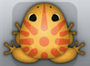 Orange Chroma Sol Frog from Pocket Frogs