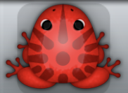 Red Tingo Sol Frog from Pocket Frogs