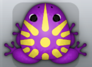 Royal Aurum Sol Frog from Pocket Frogs