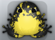 Black Aurum Spargo Frog from Pocket Frogs