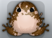 Cocos Ceres Spargo Frog from Pocket Frogs