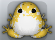 Golden Albeo Spargo Frog from Pocket Frogs