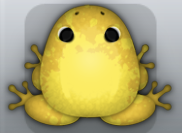 Golden Aurum Spargo Frog from Pocket Frogs