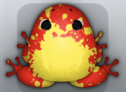 Red Aurum Spargo Frog from Pocket Frogs